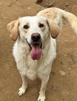 YUKI - liebenswert und aktiv - Dänischenhagen