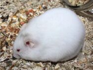 Hamster Weibchen in weiß - Rodenbach (Hessen)
