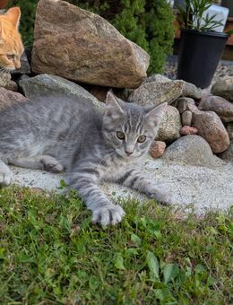 Süsser Maine coon / BKH junge, blau-grau - Kyritz