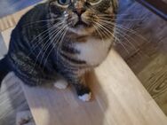 Einzelprinz Gimli sucht sein Königreich - Walluf