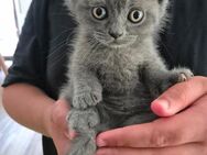 Bkh kitten grau - Rhede
