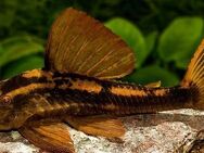 Aquarium Fisch; Red Fin Bruno Wels - Cochliodonwels *TOP* - Erftstadt