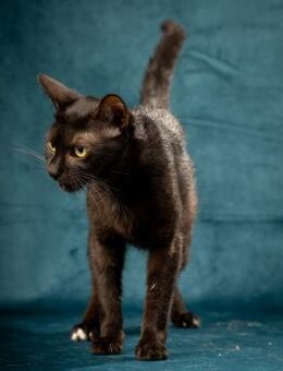 Agatha - neugieriges, liebes Findelkind - Idstein