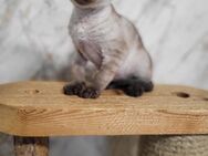 Devon Rex Kitten Erbkrankheiten frein Linien mit Stammbaum - Witten