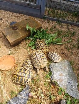 Griechische Landschildkröten - Rommerskirchen