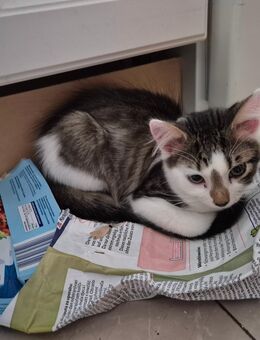 EKH Kitten Abgabebereit - Gladbeck