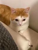 Dringend Dringend Kater abzugeben in 90451