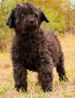 Leon, blinder ganz lieber Rüde - Heinsdorfergrund