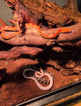 5 kornnattern abzugeben - Asendorf (Landkreis Diepholz)