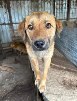 Koba ist ein liebevoller Bub 🐾 - Elsdorf (Nordrhein-Westfalen)