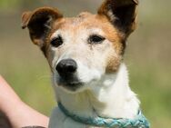 Pici alter Hund, na und - Puchheim