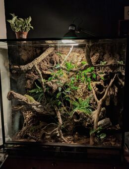 Terrarium mit 2 Kornnattern zu verkaufen - Alfeld (Leine)