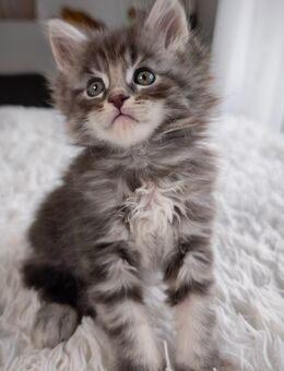 Reinrassige Maine Coon Kätzchen black-silver-classic-tabby - Baden-Baden