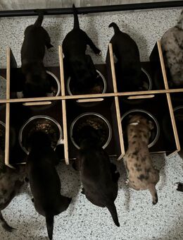 Futterbar, Futterstadtion, Welpenbar mit Näpfen zu je 700 ml. - Espelkamp