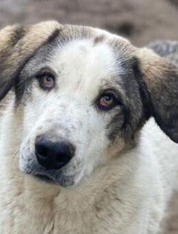 Aron, geb. ca. 02/2024, GRIECHENLAND - Markdorf