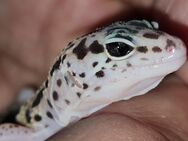 3 Leopardgeckos suchen neues Zuhause - Achim