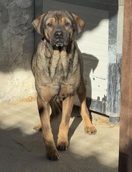 SAMURAJ - BRAUCHT NOCH ZEIT - Nörten-Hardenberg