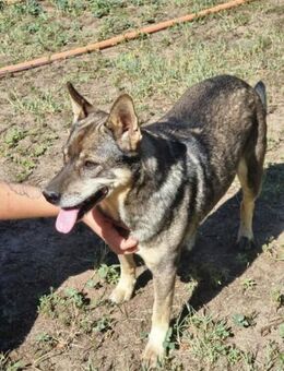 Lacika wartet auf seine Chance - Nordwalde