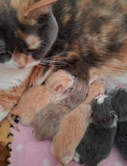 BKH Kitten - Chemnitz