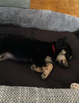Terrier mix Welpe - Dülmen