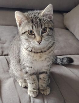 Kater sucht ein Zuhause - Pfarrkirchen