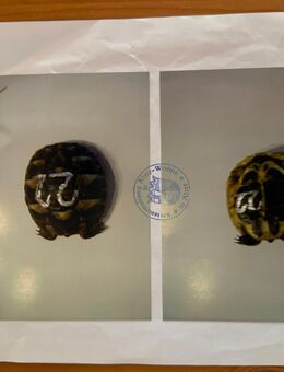 griechische Landschildkröte weiblich 14 Jahre - Einhausen (Hessen)