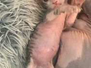 Wunderschöne Elf Sphynx Kitten - Berlin