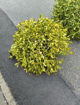 Mistel 60 cm Durchmesser frisch gesägt - Hemsbach