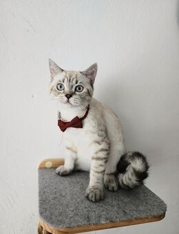Britischkurzhaar Kater in Creme Tabby Spotted - Kerpen (Kolpingstadt)