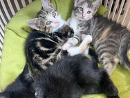 Katzenbabys, Kitten - Leipheim