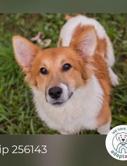 Chip 256143: Hundekind sucht ein Zuhause - Kirchzell