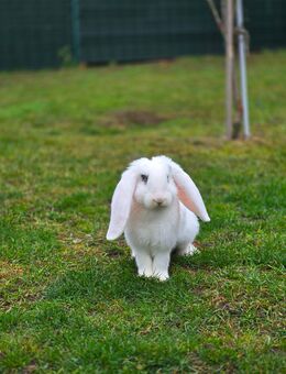 Deutscher Riesen Widder Bock sucht ein Zuhause - Verl