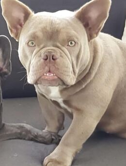 American Bully Micro ABR Papiere - Bad Segeberg