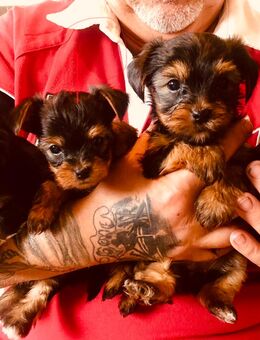 Yorkshire Terrier Welpe Hündin - Frankfurt (Oder)