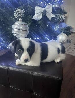 Meddy- in RO ausgesetzt - mag Katzen - Blankenheim (Nordrhein-Westfalen)