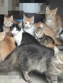 Süße Maikätzchen suchen neue Familie in 01561