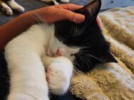 Bkh Kitten 17 Wochen alt - Ibbenbüren