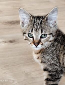 Katzenbaby sucht neues Zuhause - Magdala