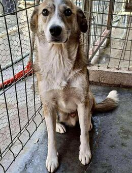 Joker geht im Shelter total unter - Koblenz