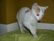 kleine Kater - Kitten - Wohnungsaufzucht - 14 Wochen alt - Katze - Magdeburg