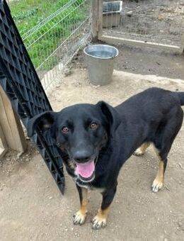 Ikarus, freundlich, aufgeschlossen - Bochum