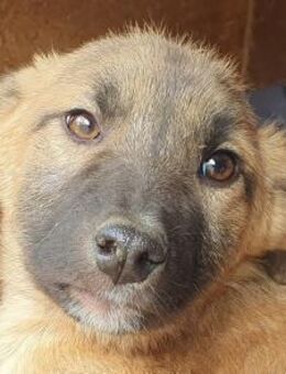 LORD-hübscher Jung-Rüde, 39 cm(w) - Rösrath