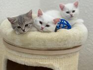Reinrassige BKH Kitten - Berlin