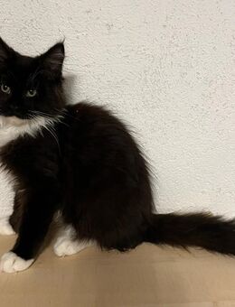 TOP Maine Coon Kitten reinrassig - Hahn