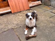 Deckrüde - Mini-Australian Shepard - Elsterberg Zentrum