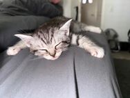 Britisch Kurzhaar Kitten – liebevoll aufgezogen – Abgabe ab dem 25.07.2025 (mit 12 Wochen) - Düsseldorf