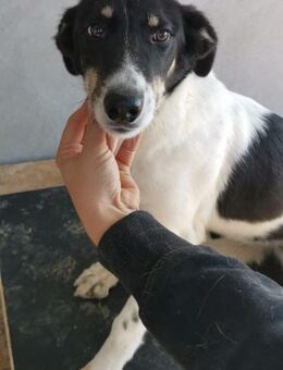 Malia von kettenlos - Bollingstedt