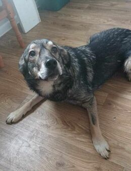 Lexi von kettenlos - Bollingstedt