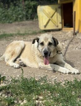 Franz, der Gutmütige 🐾 - Elsdorf (Nordrhein-Westfalen)