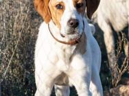 Oliver - Wiesbaden